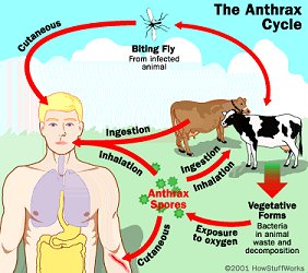 Read more about the article South anthrax cases at 319