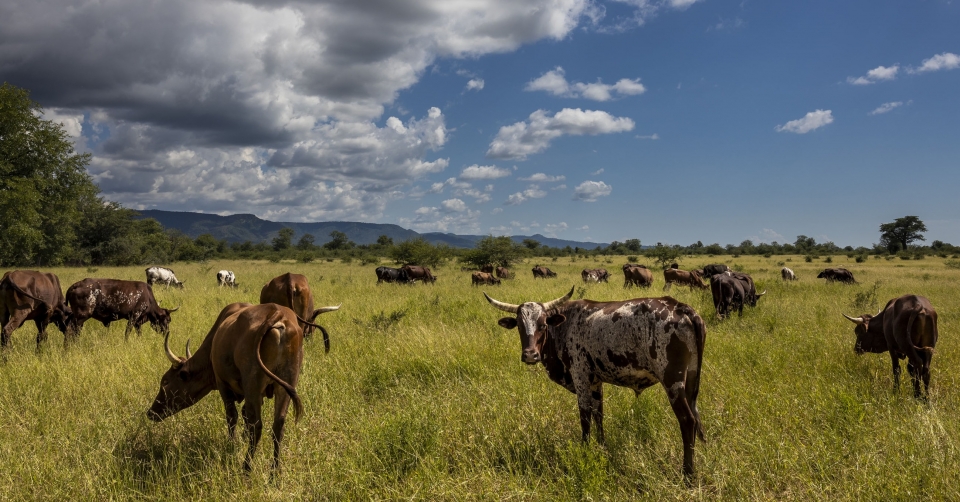 Read more about the article Restaurants struggle to sell beef