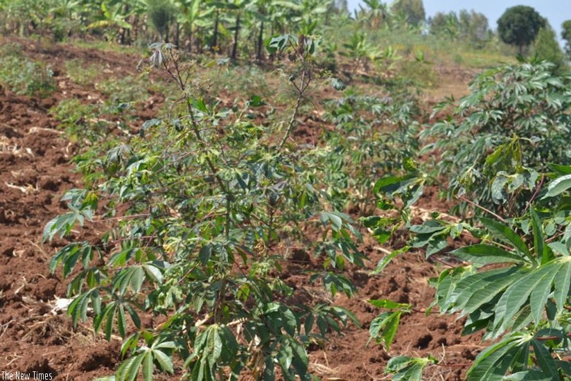 Read more about the article Cassava brown streak threat to food security