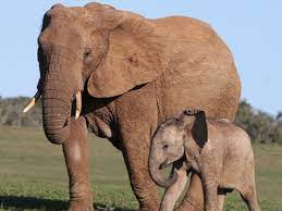 Read more about the article 100 elephants loose in Lundazi, Lumezi