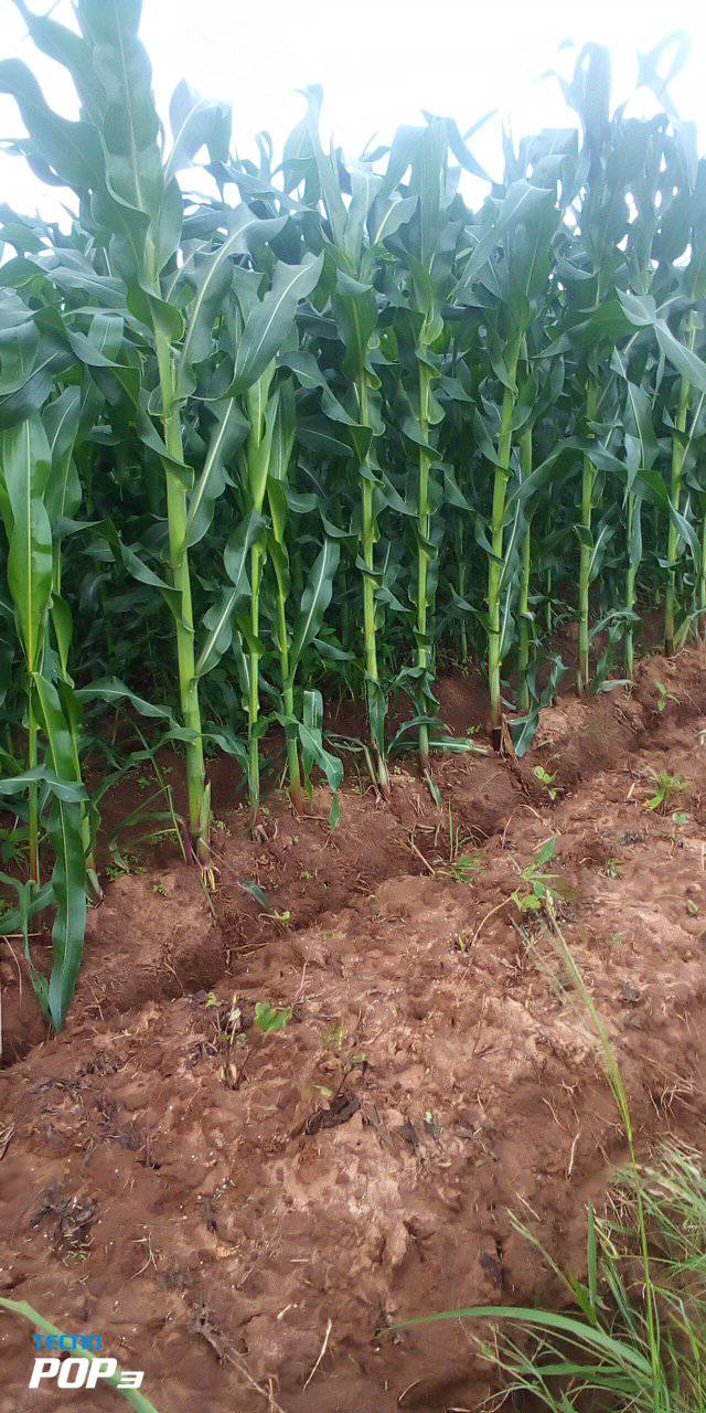 Read more about the article Mechanisation strategy targets 10m MT of maize
