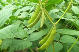 Read more about the article Beetles attack Mkushi soya beans