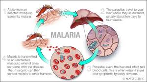 Read more about the article Malaria disturbs ZFDS Samfya outreach