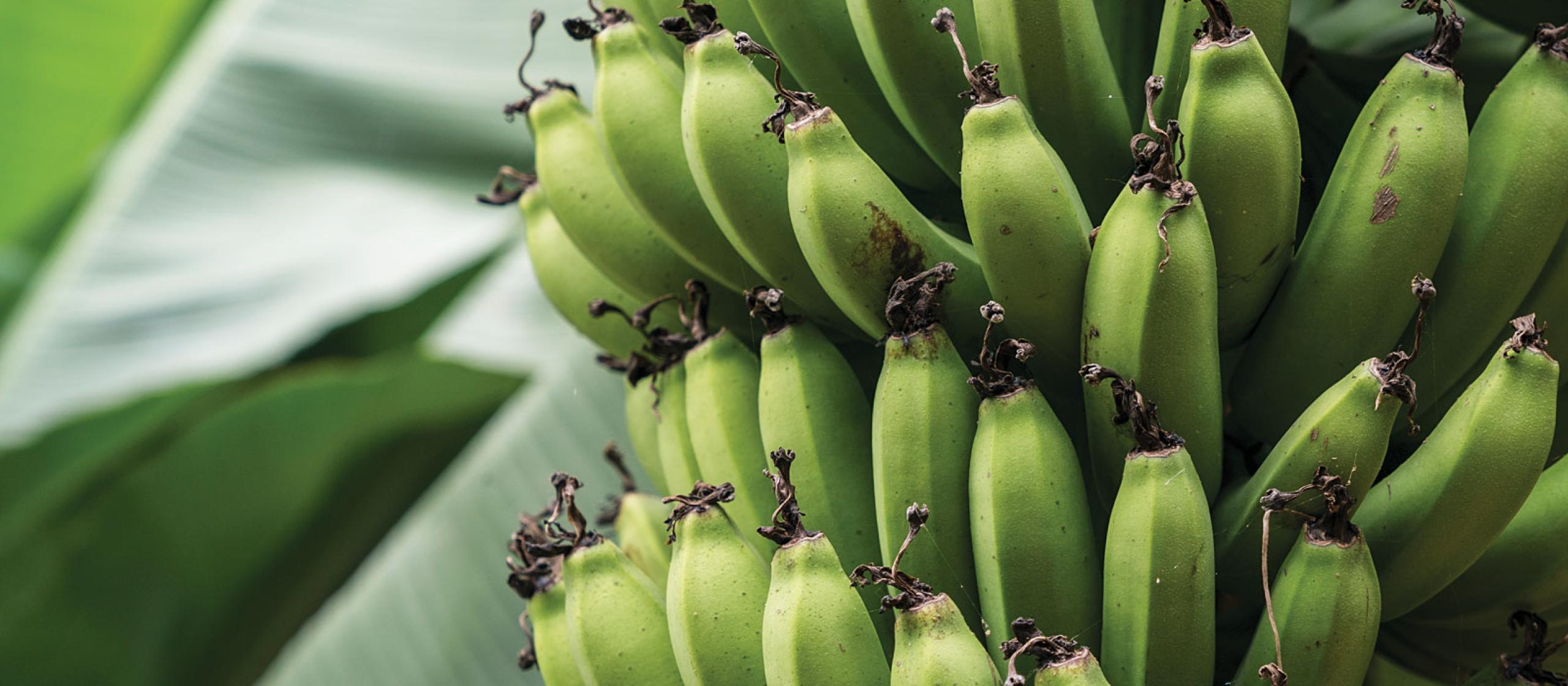 Read more about the article Recruits to start producing bananas – ZNS
