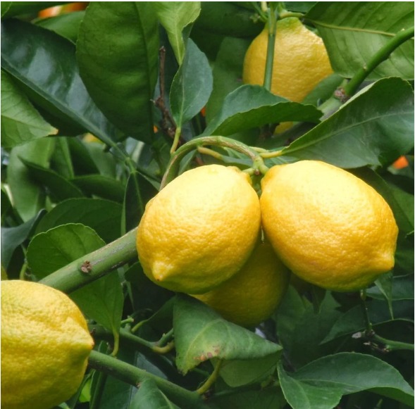 Read more about the article Zambia exports lemons to Kenya