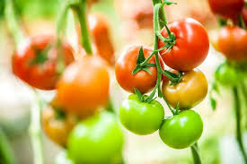 Read more about the article Exports, drought push tomato price up
