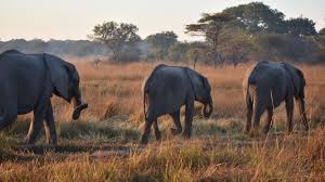 Read more about the article DNPW guides over elephant attacks