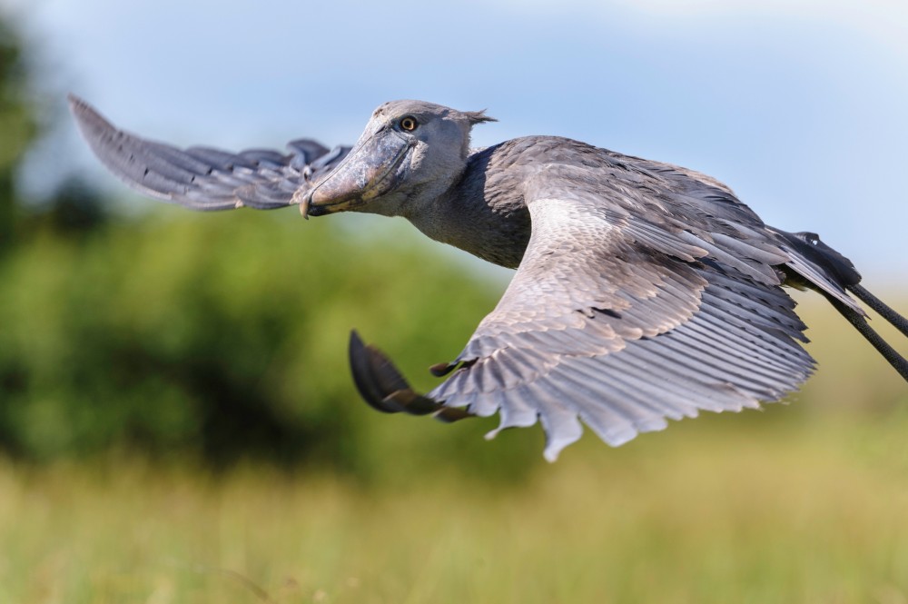Read more about the article Sikumba pleads for rare  shoebill