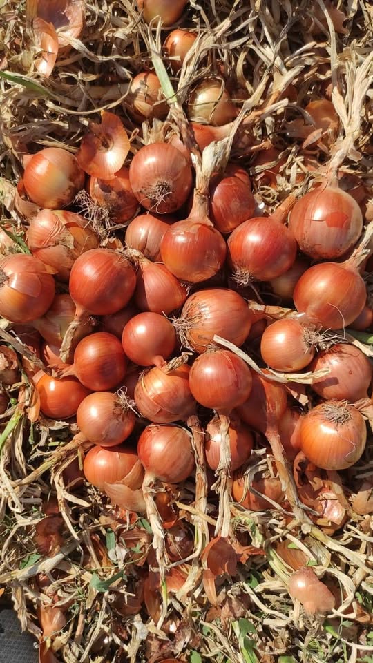 Read more about the article Small-scale farmers recover from drought