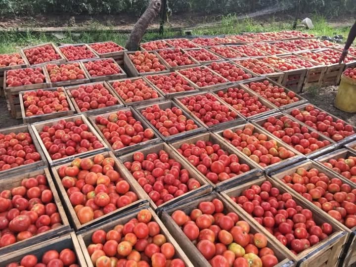 Read more about the article Oversupply spoils soup for tomato farmers