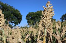 Read more about the article Growing rural areas can grow Zambia